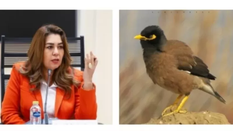 التنمية المحلية والبيئة تواصل رصد الطائر الهندي للحد من انتشاره