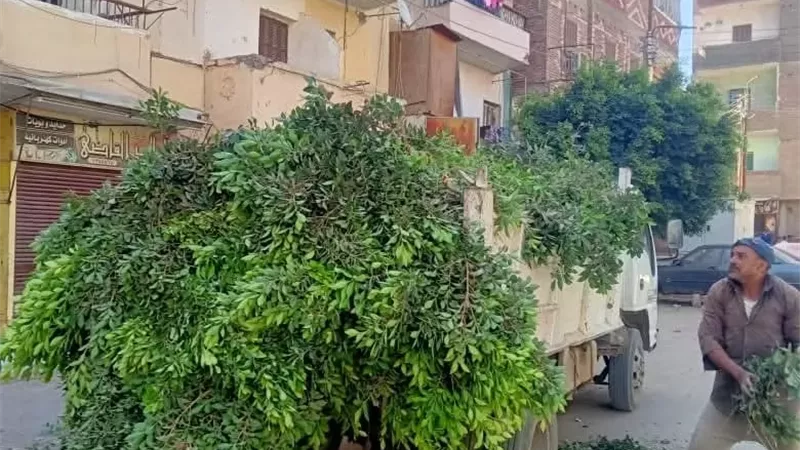 رئيس مدينة المنيا يوجه بتقليم شجرة مائلة تهدد المارة بعزب المصاص