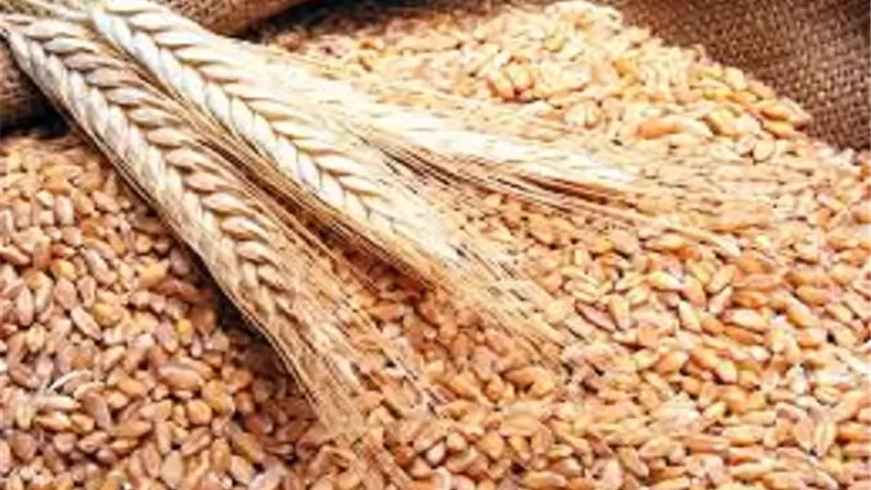 قمح عالى الانتاجية بالوادى الجديد