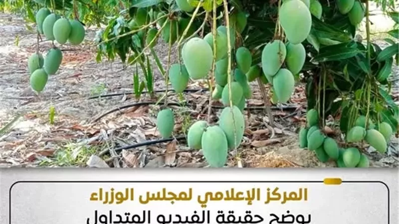 الحكومة توضح حقيقة فيديو استخدام مواد كيميائية للفواكه
