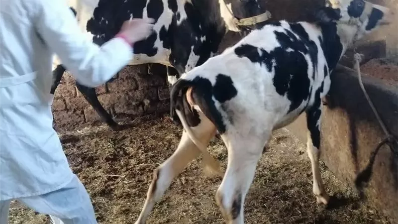 استمرار حملة التحصين ضد الحمى القلاعية بالإسماعيلية