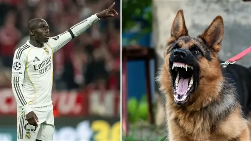 بسبب عضة كلب..لاعب ريال مدريد مهدد بالحبس