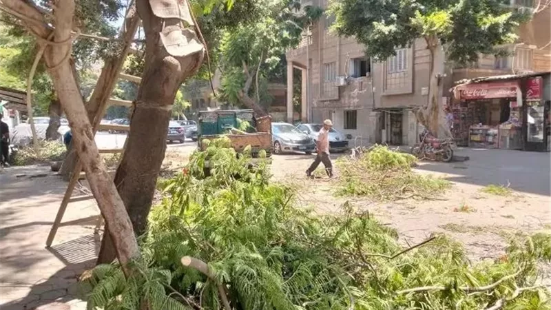 الجيزة تتعامل مع شجرة مائلة بالعجوزة وتزيل إشغالات بمحيط مدرسة