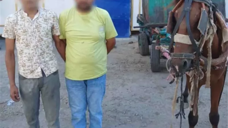 سقوط لصين يستقلان عربة «كارو» في الإسكندرية