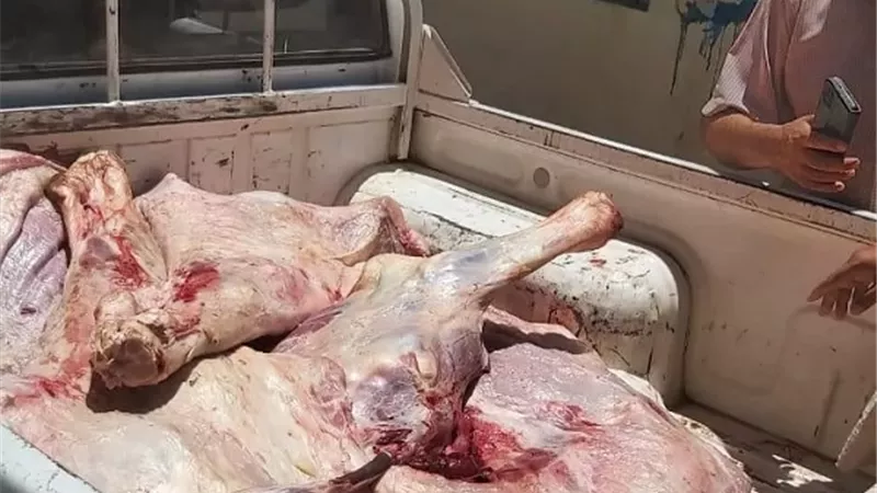 تحرير 205 مخالفات وضبط لحوم غير صالحة للاستهلاك الآدمي بالمنيا