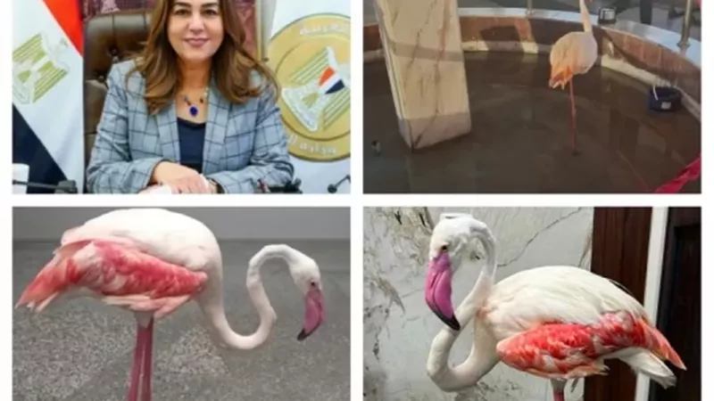 حملة مكبرة على كافيتريات كورنيش الإسكندرية تضبط طائر فلامنجو