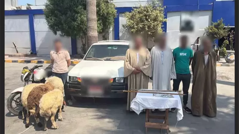 ضبط صاحب فيديو مطاردة تجار الخراف بالمنتزه