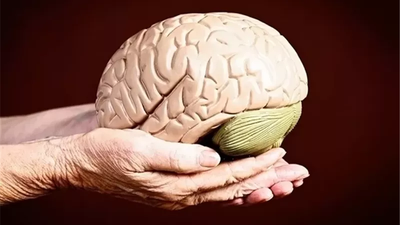 هل يستطيع دماغ البالغين إصلاح نفسه؟