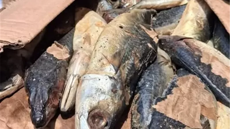 ضبط 16 طن أسماك مجمدة فاسدة وسكر مجهول المصدر بالإسماعيلية