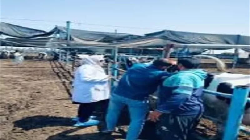 فحص 2479 رأس ماشية ضد البروسيلا والسل البقري بالشرقية