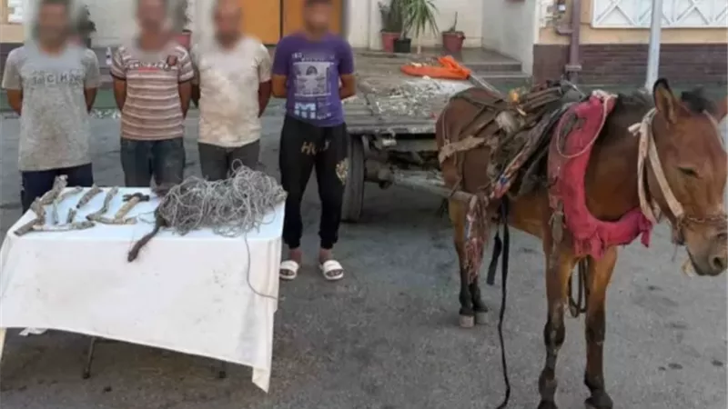 ضبط عصابة عربة الكارورو المتهمة بسرقة كابل اتصالات بالسويس