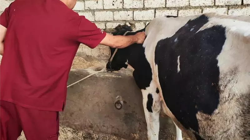 تحصين 41 ألفًا و979 رأس ماشية ضد الحمى القلاعية بالمنيا