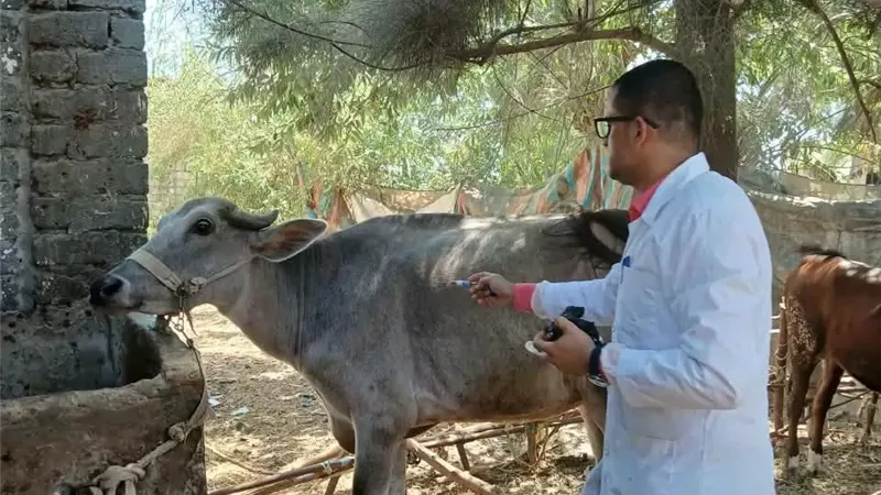 تحصين وإرشادات بيطرية في حملة الحمى القلاعية بالإسماعيلية