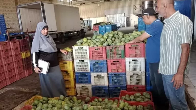 ضبط 6 أطنان فراولة ومانجو بدون بيانات في ثلاجة بالإسماعيلية