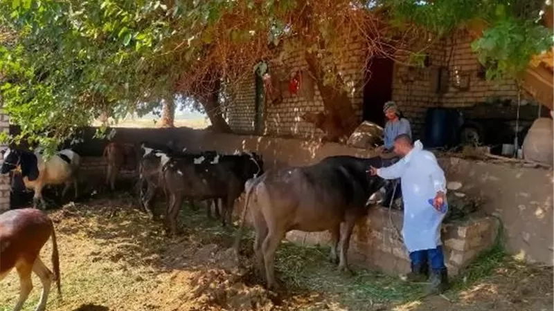 تحصين 76 ألف رأس ماشية ضد الحمى القلاعية و الوادي المتصدع بالمنيا