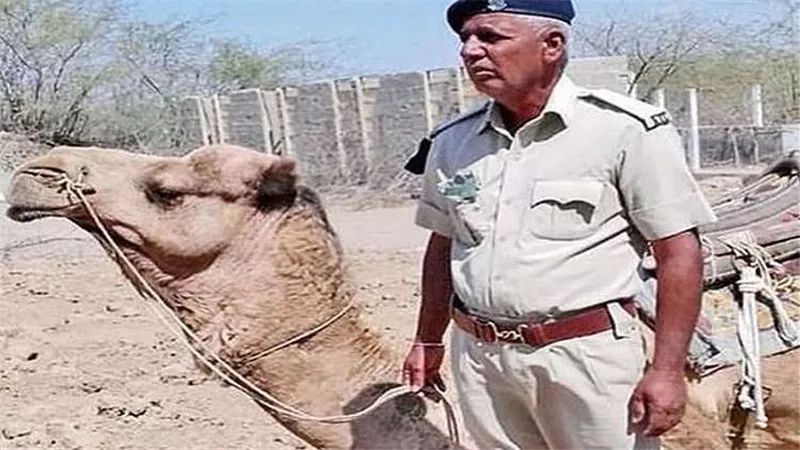 حدادا على شريكه .. جمل يمتنع عن الطعام أكثر من شهر
