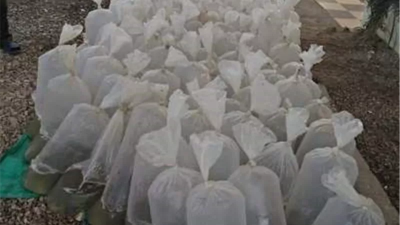 ضبط ١٤٦ الف وحدة زريعة اسماك حيه بكفر الشيخ