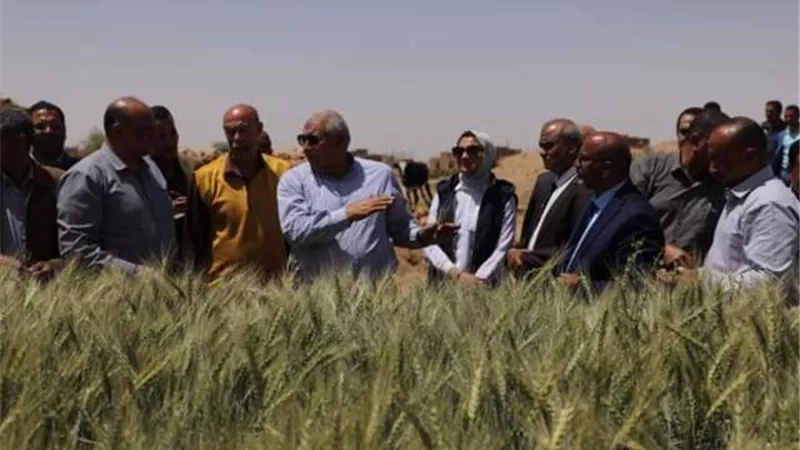 محافظ الوادي الجديد يتفقد مزارع القمح النموذجية ويشيد بمستوى المنظومة الصحية .صور