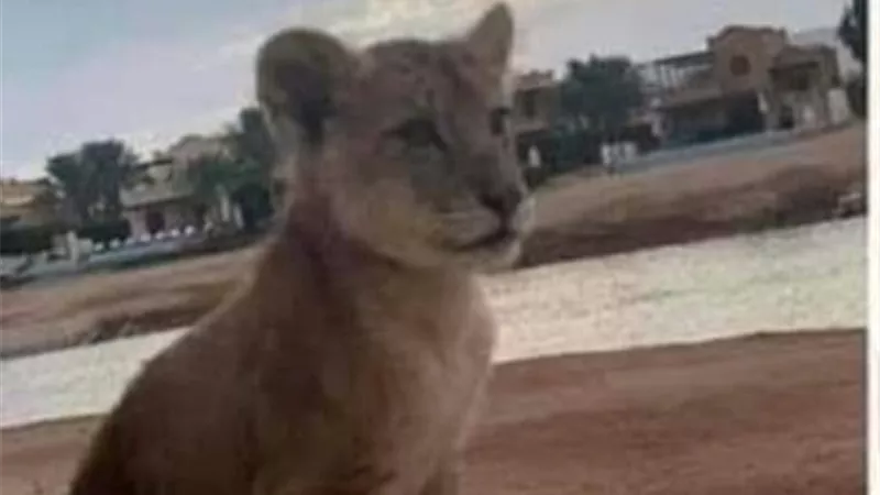 هروب شبل أسد بأحد الفيلات بمنتجع سياحى بالغردقة والأمن يتمكن من ضبطه