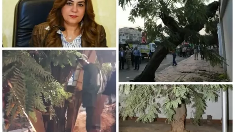 نقل شجرة عملاقة وإعادة زراعتها بعد سقوطها على عقار بمصر الجديدة