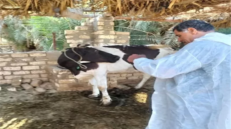 تحصين 146 ألفًا و341 رأس ماشية ضد الحمى القلاعية وحمى الوادي