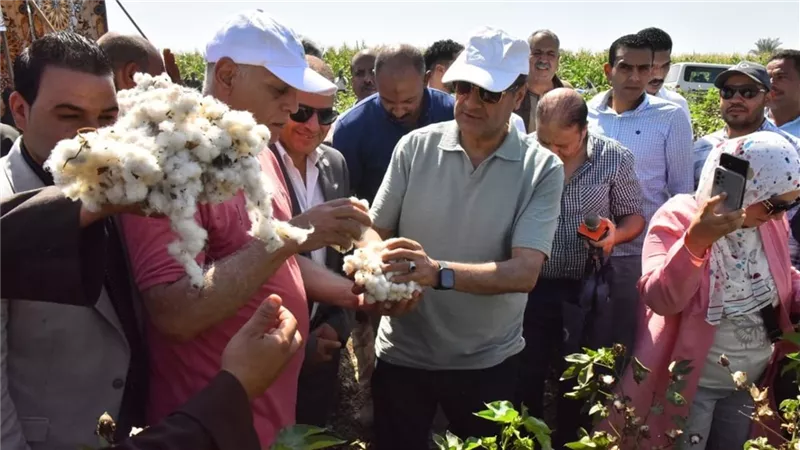 موسم جني القطن بأسيوط