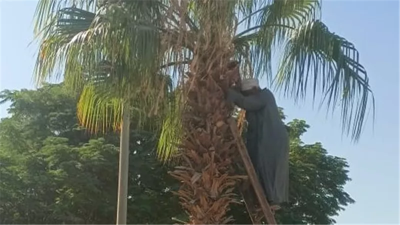 صيانة أشجار النخيل بالحديقة الدولية ببني غالب ضمن خطة الحفاظ على المساحات الخضراء بأسيوط