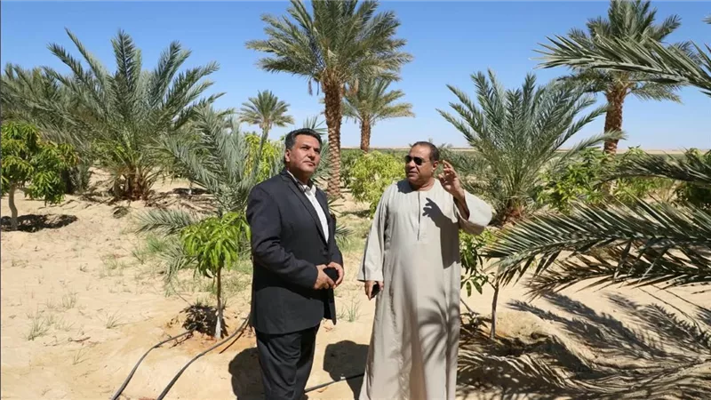 من مدرس إلى مستثمر زراعي.. رحلة بدأت بـ30 مليونا وتصدير التمور لأوروبا