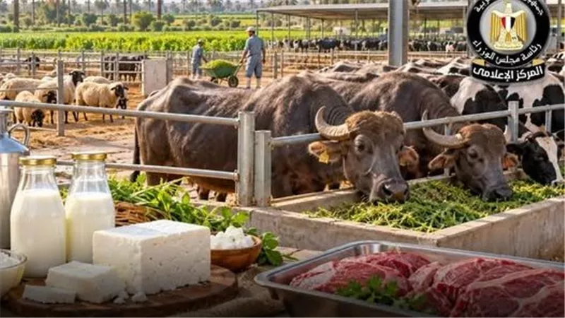 الوزراء: نمو الثروة الحيوانية في مصر وارتفاع الإنتاج المحلي من اللحوم والألبان
