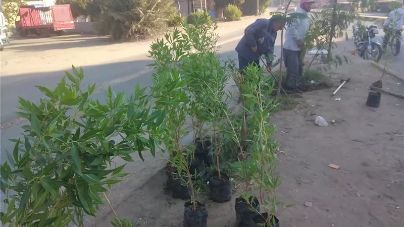 دسوق ترفع شعار النظافة عنوان الحضارة.. استعداداً للمولد الإبراهيمي والعيد القومي للمحافظه 
