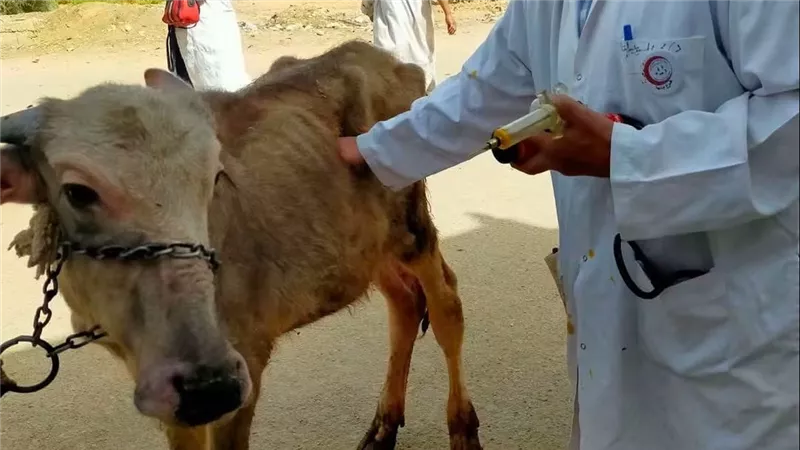 بيطري السويس ينظم قافلة علاجية مجانية بقرية الألبان الجديدة 