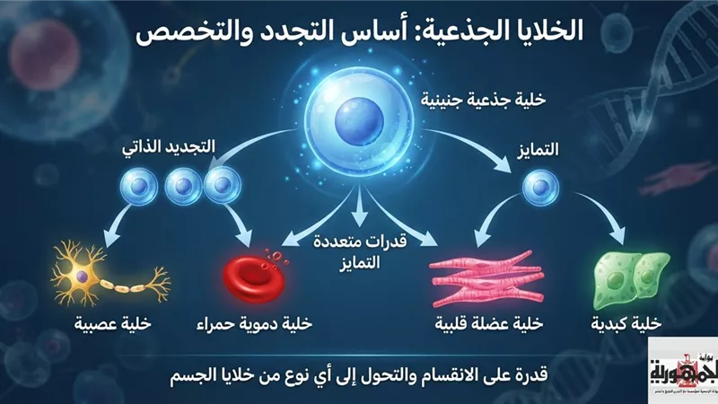 الخلايا الجذعية