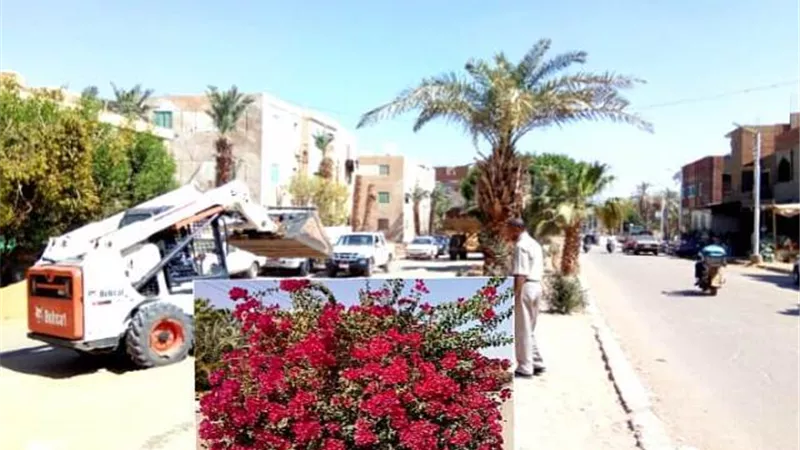 الجهنمية شجرة الشمس والماء حفاظاً على البيئة في الوادي الجديد ..صور