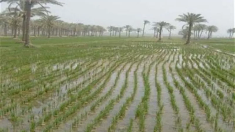 البحوث الزراعية تصدر إرشاداتها للمزارعين لمواجهة الأمطار والظروف الجوية المتقلبة