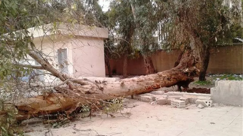 انقطاع التيار الكهربائى فى قريتين بالدقهلية بعد سقوط شجرة