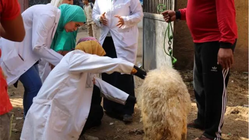 جامعة بنها تنظم قافلة بيطرية بقرية الحصة