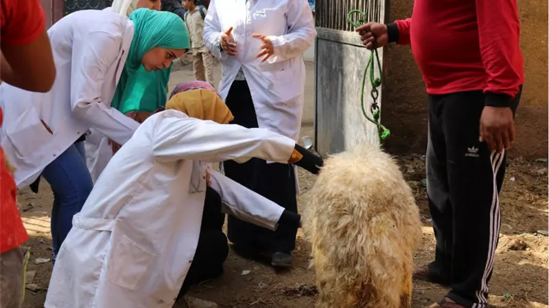 جامعة بنها تنظم قافلة بيطرية بقرية الحصة