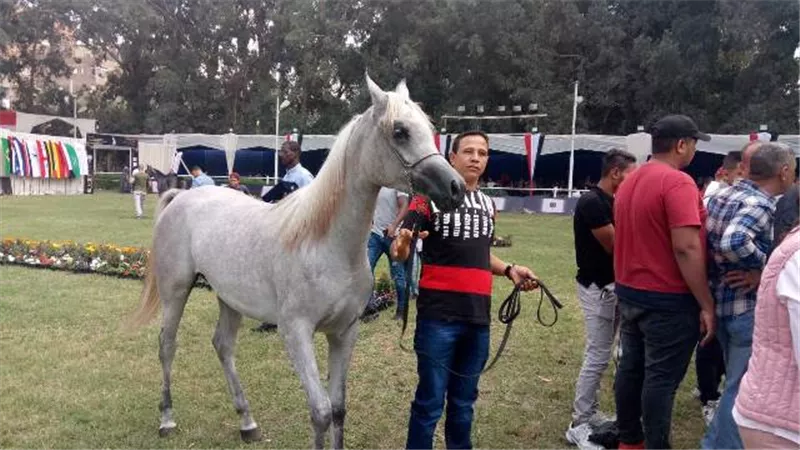 بدء بطولة مصر القومية والدولية لجمال الخيول العربية الأصيلة بمحطة الزهراء.. صور