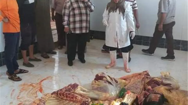 اعدام عجول بقرية مريضة فى المجزر الرئيسي بالوادى الجديد..صور
