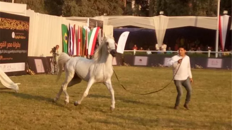 بدء فعاليات اليوم الثانى لبطولة مصر القومية والدولية لجمال الخيول العربية الاصيلة.. صور وفيديو