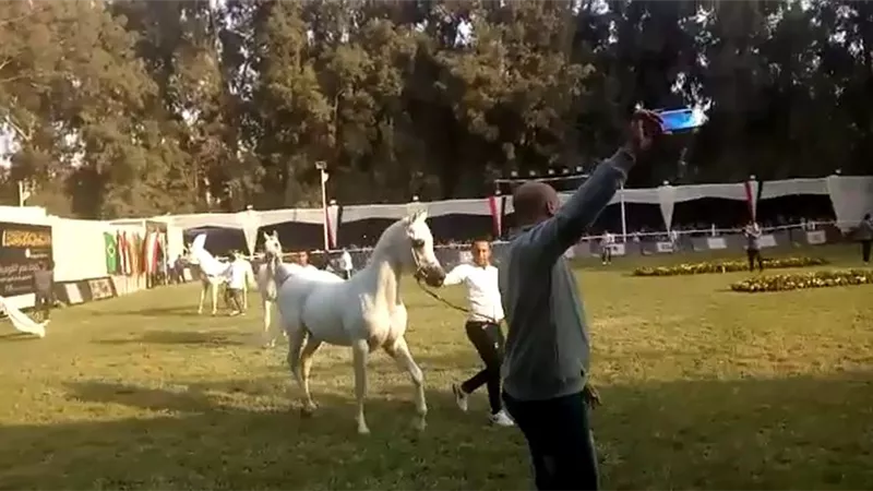 محطة الزهراء تستعرض أجمل فرس لها.. فيديو