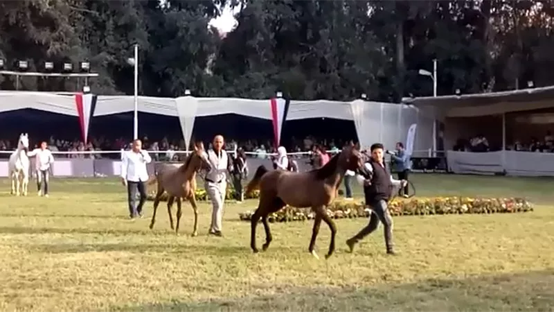 عرض خاص للفرس دبور مع اولاده بمحطة الزهراء