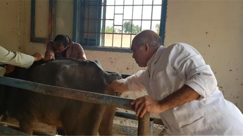قافلة بيطرية مجانية لصغار المربين في الإسماعيلية ..صور