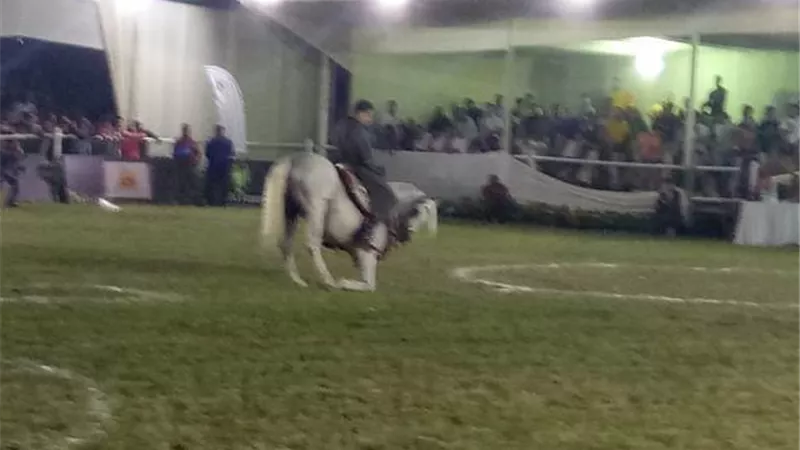 تراثنا الشعبي وأدب الخيل على اصوات المزمار البلدي ضمن بطولة مصر الدولية لجمال الخيل..فيديو