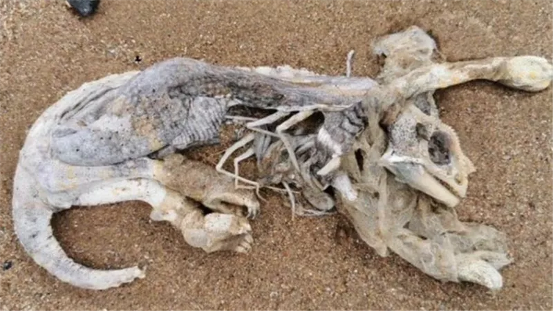 العثور على بقايا مخلوق غامض على شاطئ في بريطانيا...صورة