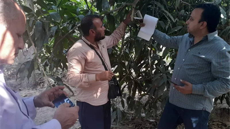 الزراعة تكافح ذباباتي الفاكهة والخوخ في الإسماعيلية..صور
