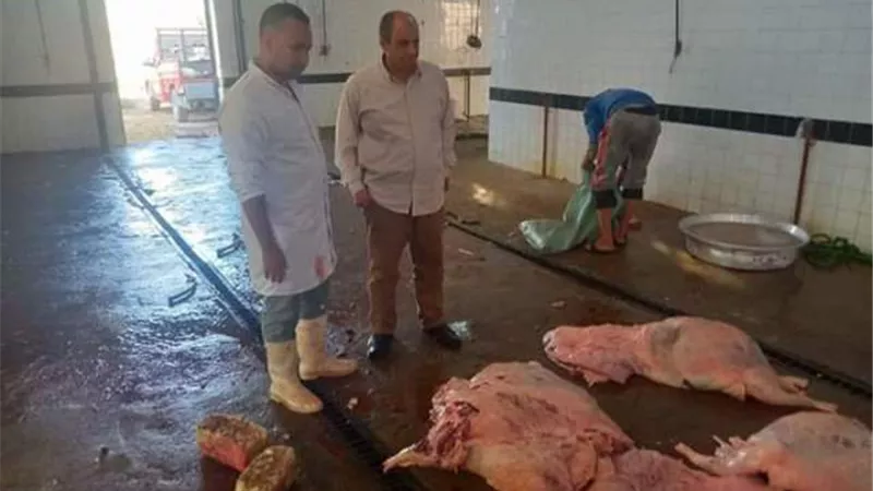 التحفظ على عجل مريض قبل بيعه بأسواق الوادى الجديد..صور