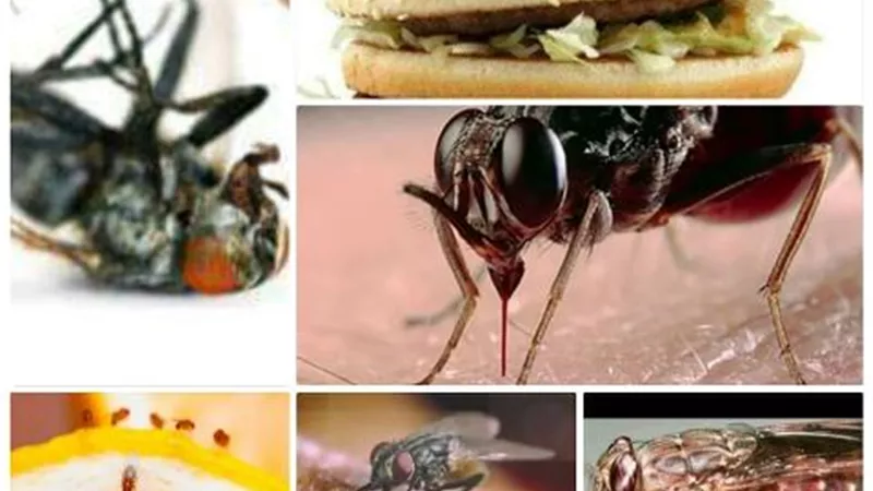 7 نصائح لمواجهة الذباب السودانى فى المنازل
