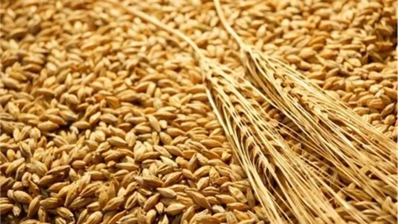 وزير التموين: نستهدف خفض استيراد القمح خلال 2020