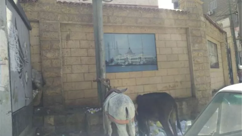 مديرية تعليم القليوبية مربط حمير و المتميزة بشرق بعافية وتجارى العبور كلها مشاكل